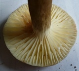 Lactarius gerardii var. subrubescens image