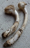 Amanita sect. Vaginatae image