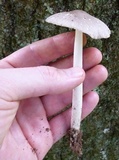Amanita sect. Vaginatae image