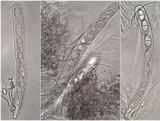Acrocordia gemmata image