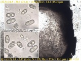 Acrocordia gemmata image