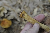 Cortinarius corrugatus image