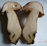 Tylopilus variobrunneus image