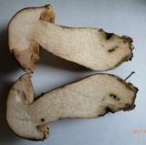 Tylopilus variobrunneus image