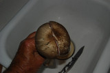Agaricus hondensis image