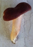 Xanthoconium purpureum image