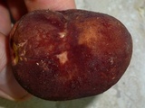 Xanthoconium purpureum image