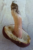 Xanthoconium purpureum image