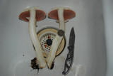 Agaricus hondensis image
