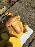 Baorangia bicolor image