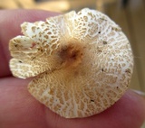 Lepiota cristata image