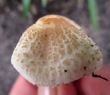 Lepiota cristata image