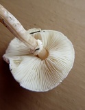 Lepiota cristata image