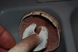 Agaricus hondensis image