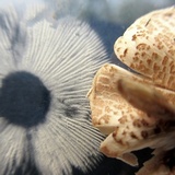 Lepiota cristata image