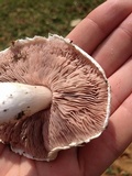 Agaricus andrewii image