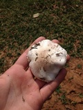 Agaricus andrewii image
