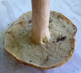 Boletus nobilis image
