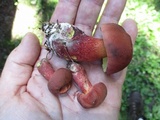 Baorangia bicolor image