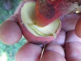 Baorangia bicolor image