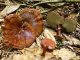 Ganoderma curtisii image