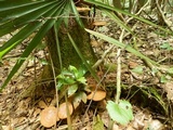 Ganoderma curtisii image