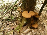 Ganoderma curtisii image