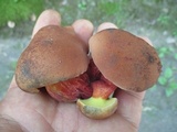Baorangia bicolor image