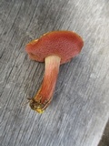Chalciporus pseudorubinellus image