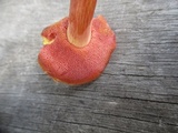 Chalciporus pseudorubinellus image