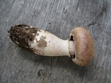 Cortinarius torvus image