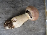 Cortinarius torvus image