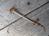 Hymenopellis furfuracea image