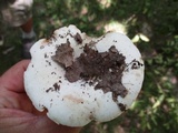 Lactarius subvellereus image