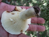 Lactarius subvellereus image