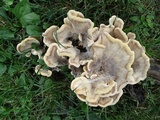 Meripilus sumstinei image