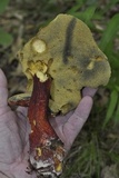 Boletus chrysenteron image