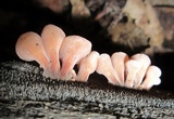 Dacryopinax elegans image