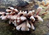 Dacryopinax elegans image