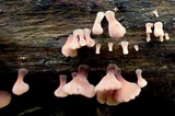 Dacryopinax elegans image