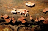 Dacryopinax elegans image