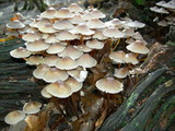 Mycena inclinata image