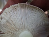 Russula variata image