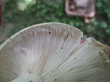 Russula variata image