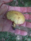 Suillus subaureus image