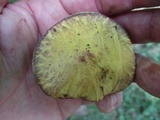 Suillus subaureus image