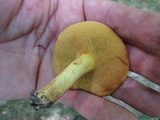 Suillus subaureus image