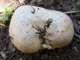 Gastropila fumosa image