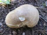 Gastropila fumosa image