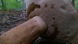 Tylopilus rubrobrunneus image